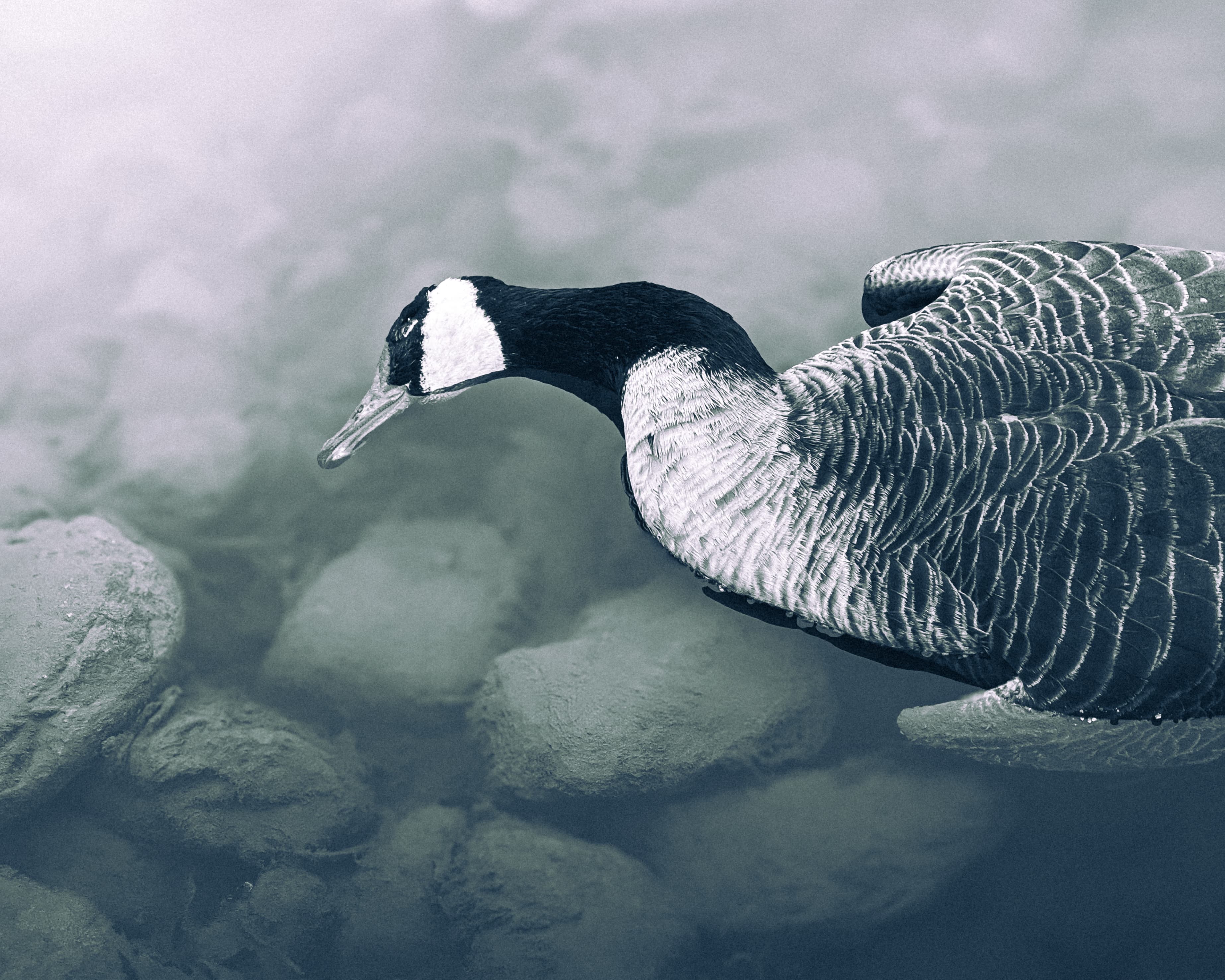 Duck Image