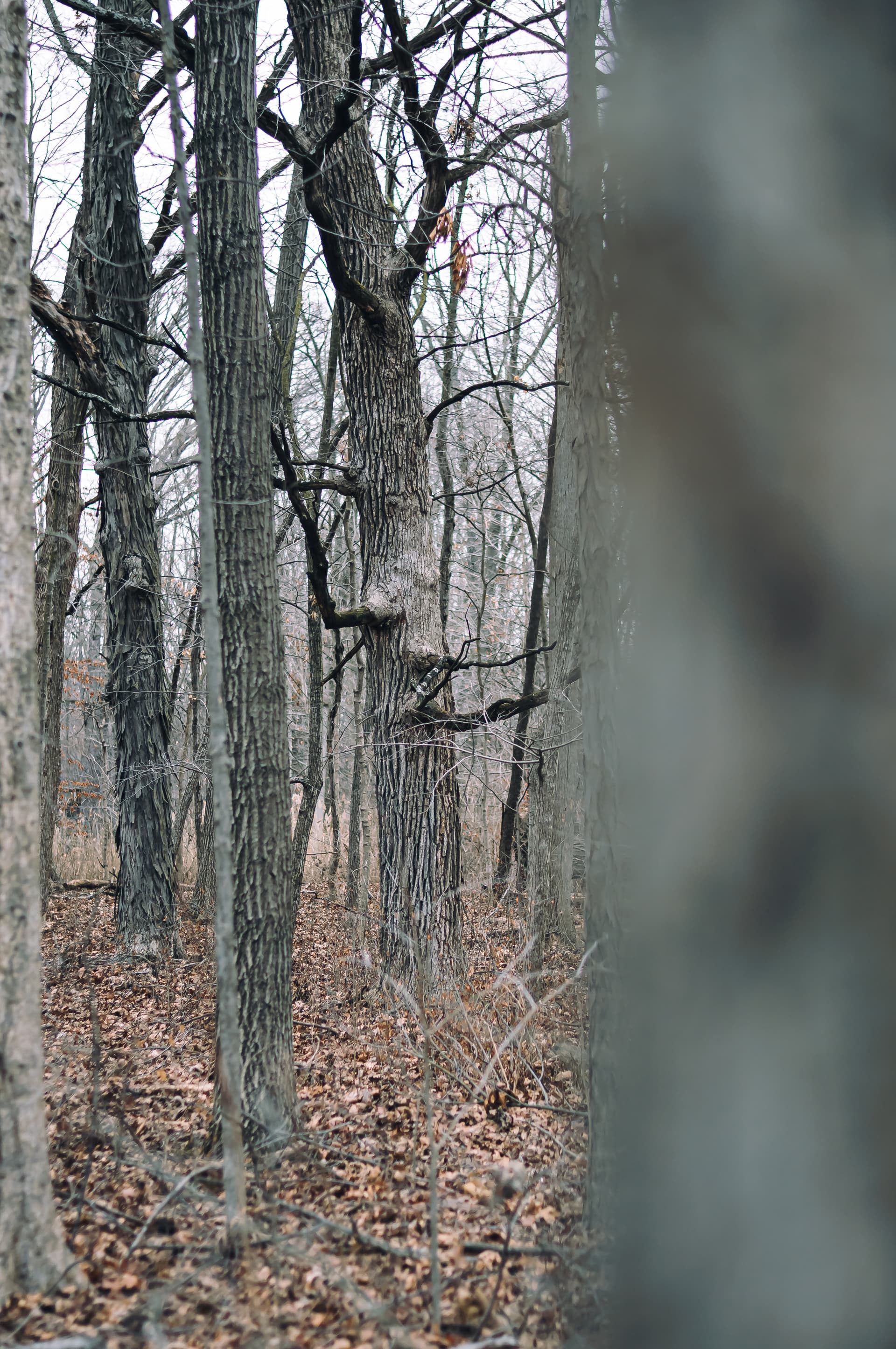 Photo 42